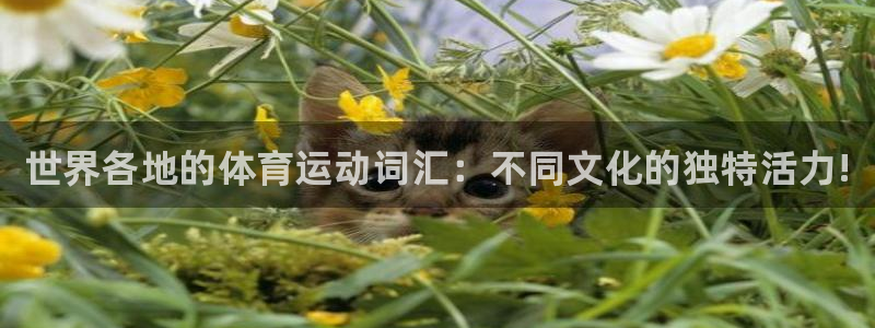 oety欧亿体育官网下载是干嘛的公司：世界各地的体育运动词汇